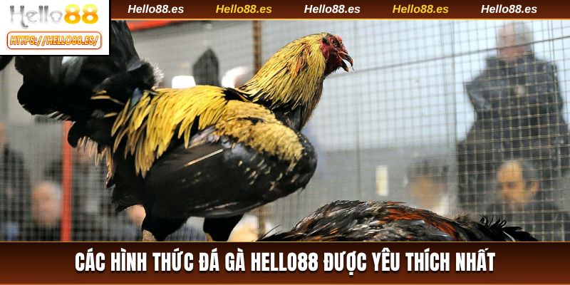 Các hình thức đá gà HELLO88 được yêu thích nhất