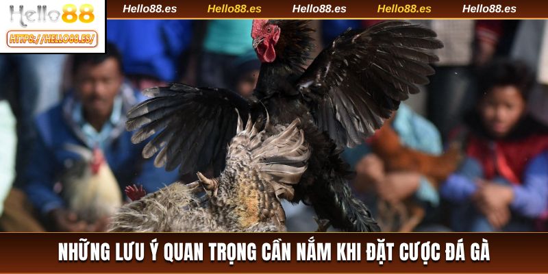 Những lưu ý quan trọng cần nắm khi đặt cược đá gà