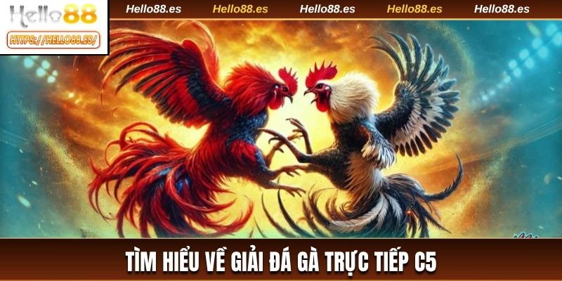 Tìm hiểu về giải đá gà trực tiếp C5